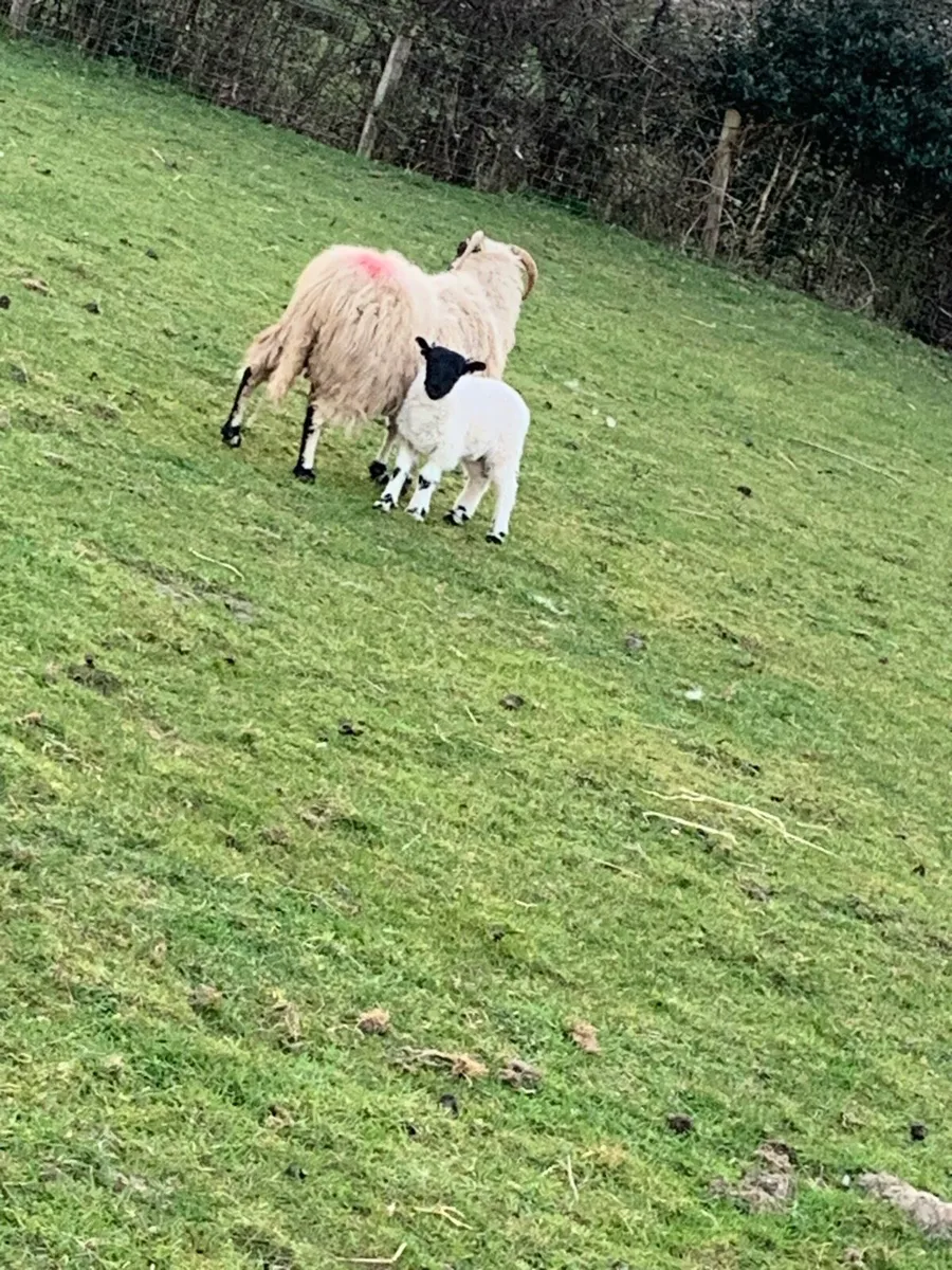 Ewes and lambs - Image 3