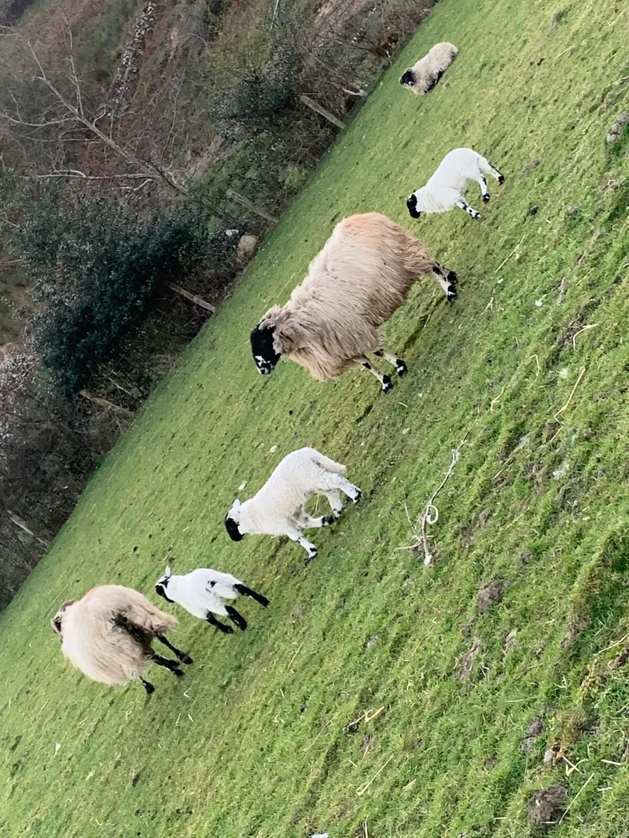Ewes and lambs - Image 4