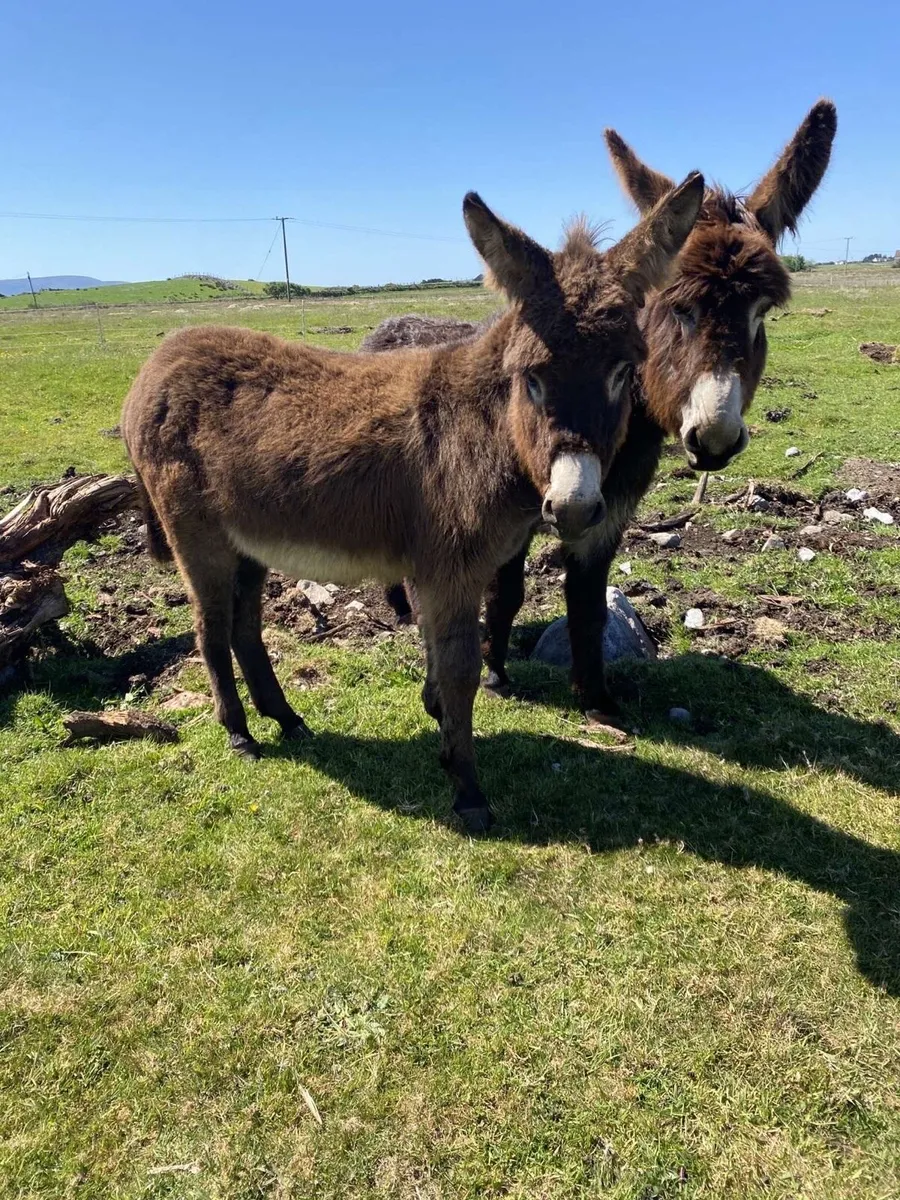 Mare Donkey’s - Image 1