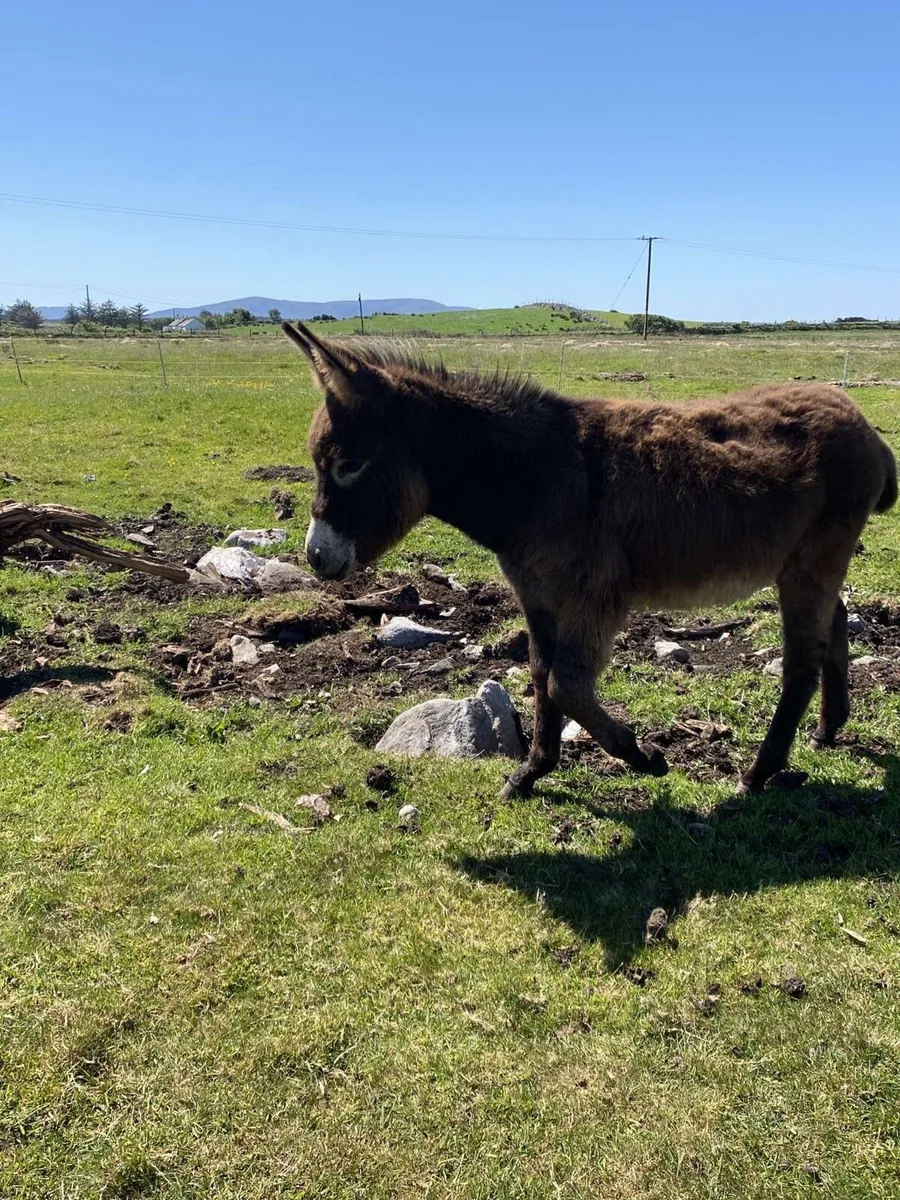 Mare Donkey’s - Image 2
