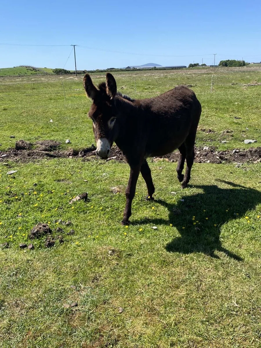 Mare Donkey’s - Image 3
