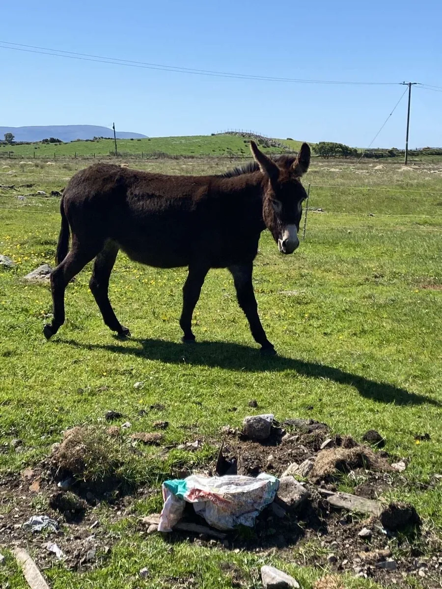 Mare Donkey’s - Image 4
