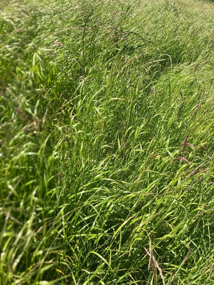 Grassland for Hay/Silage 12 acres - Image 2