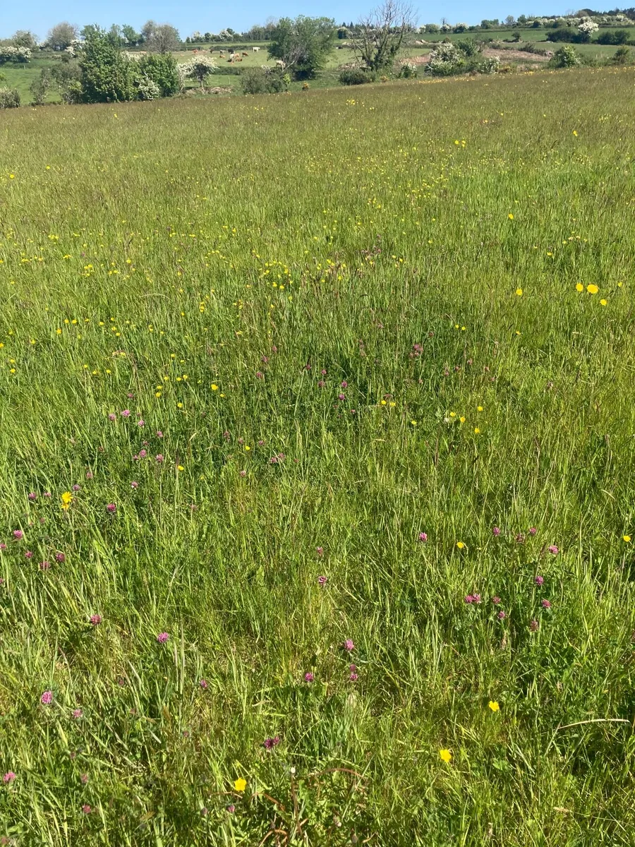Grassland for Hay/Silage 12 acres - Image 4