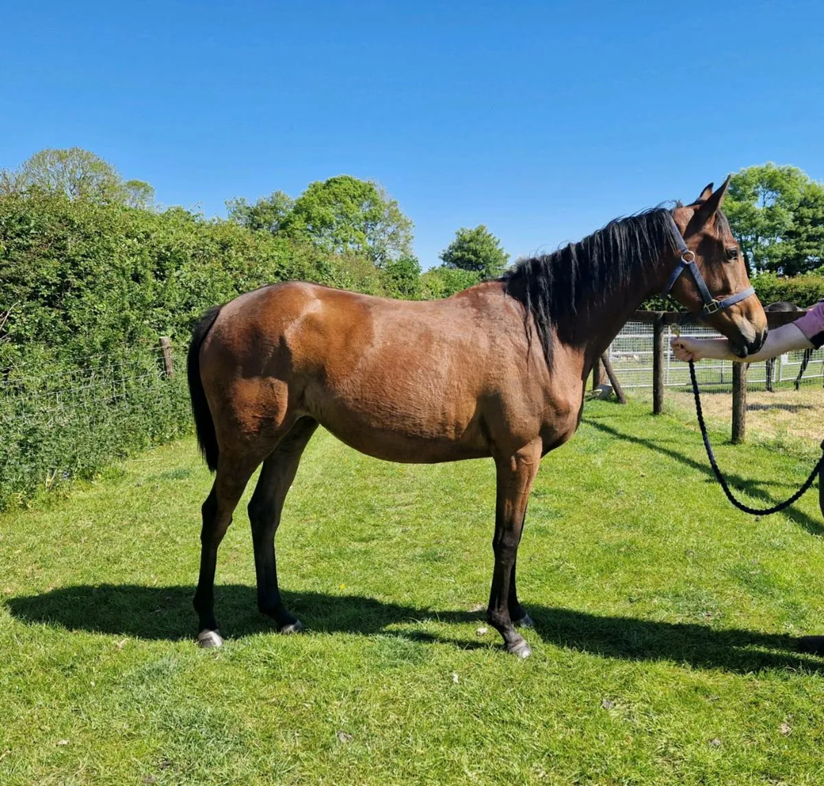 3yo Doyen Filly - Image 1