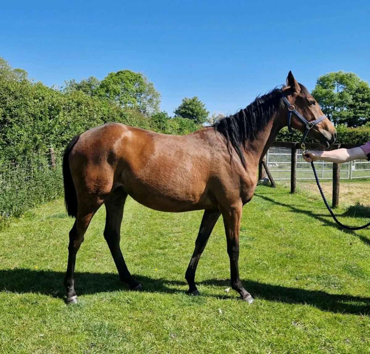 3yo Doyen Filly - Image 2