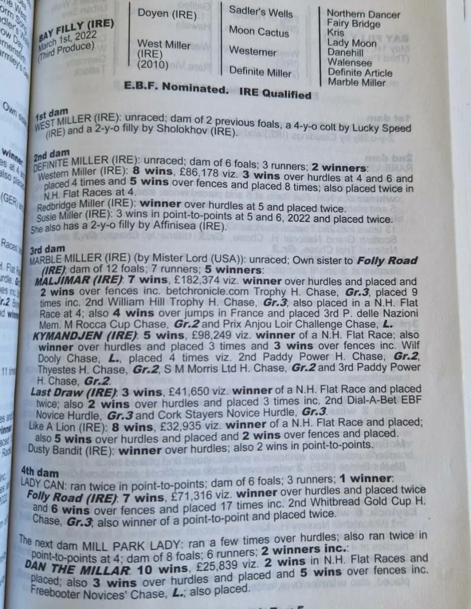 3yo Doyen Filly - Image 4