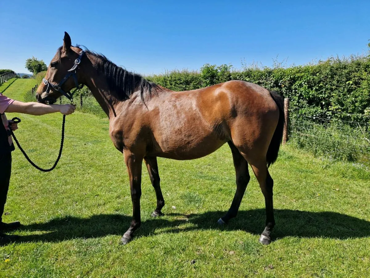 3yo Doyen Filly - Image 3
