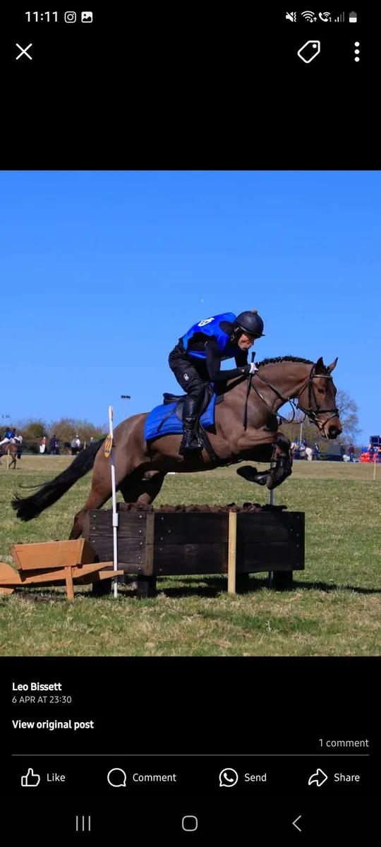 Connemara gelding - Image 2