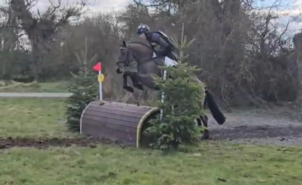 Connemara gelding - Image 3