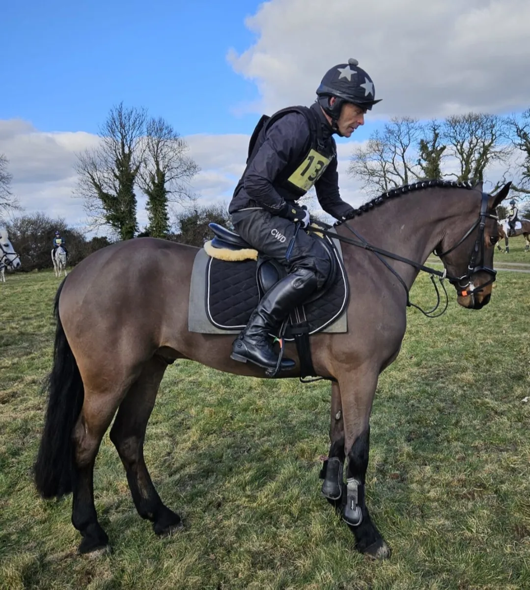 Connemara gelding - Image 4