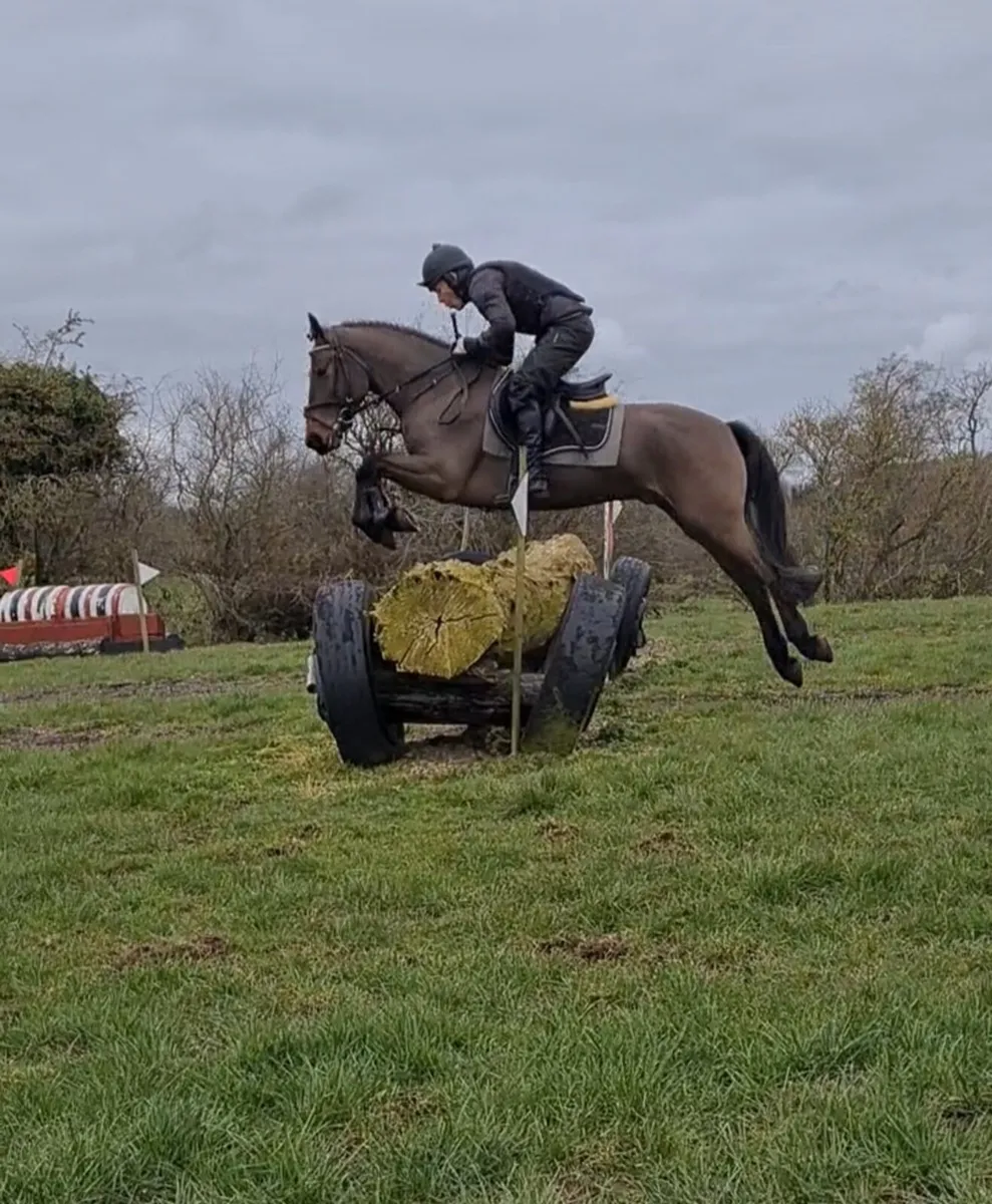 Connemara gelding - Image 1