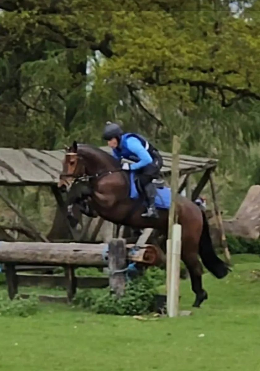 Connemara gelding - Image 4