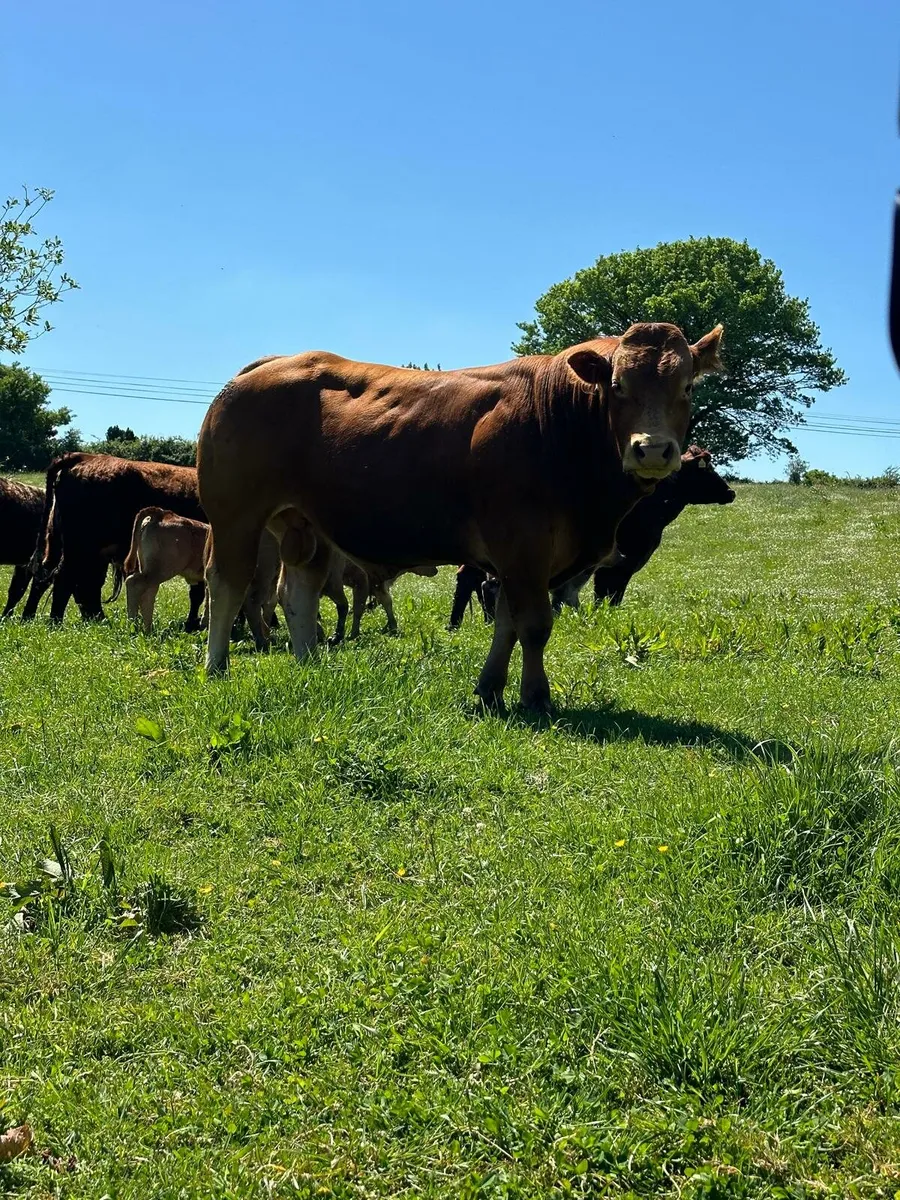Lodge hamlet bull lot 991 gort - Image 1