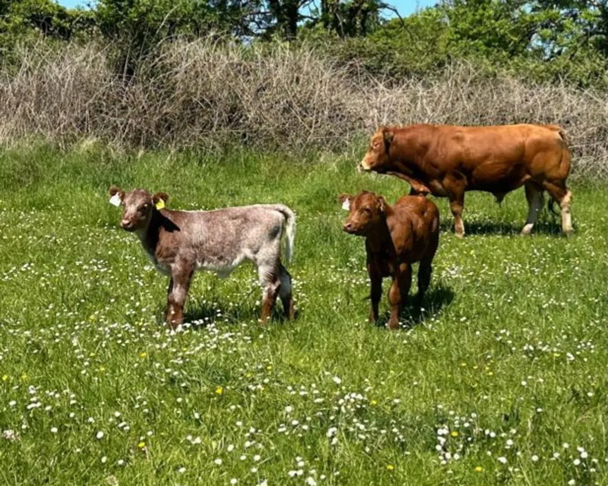 Lodge hamlet bull lot 991 gort - Image 3