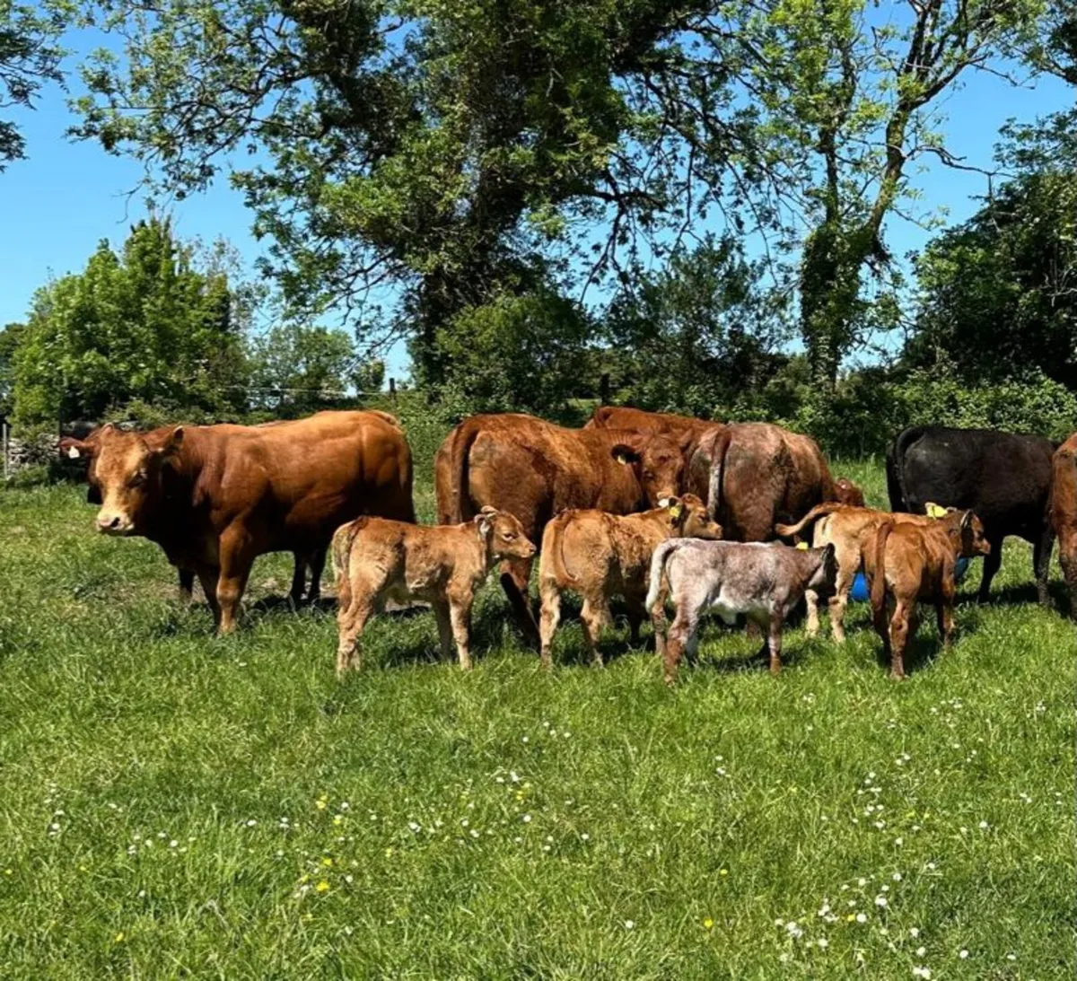 Lodge hamlet bull lot 991 gort - Image 4