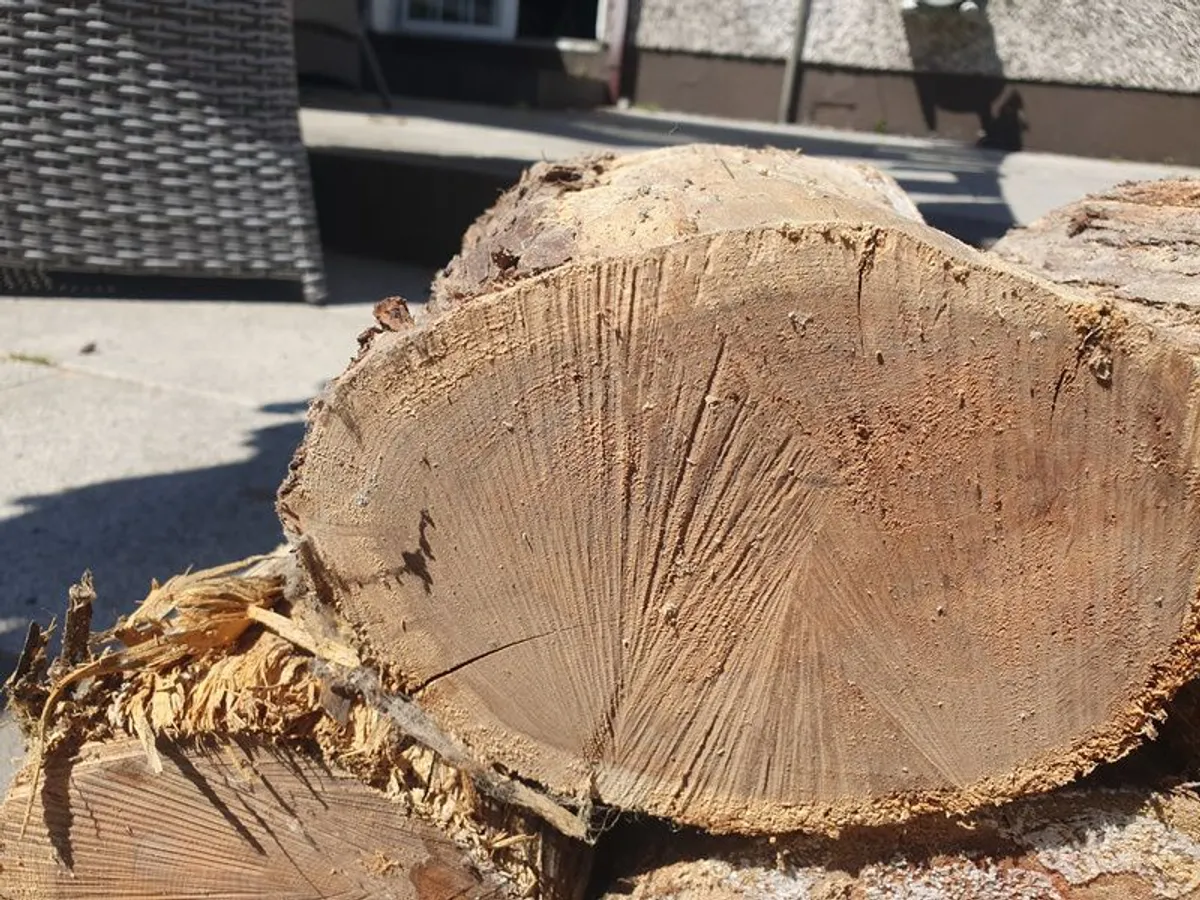 Yew Woodturning Blanks - Image 3