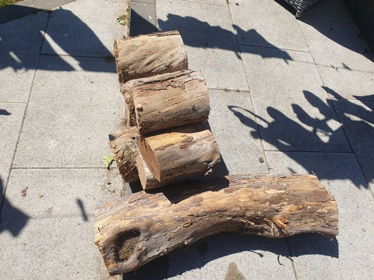 Yew Woodturning Blanks - Image 4