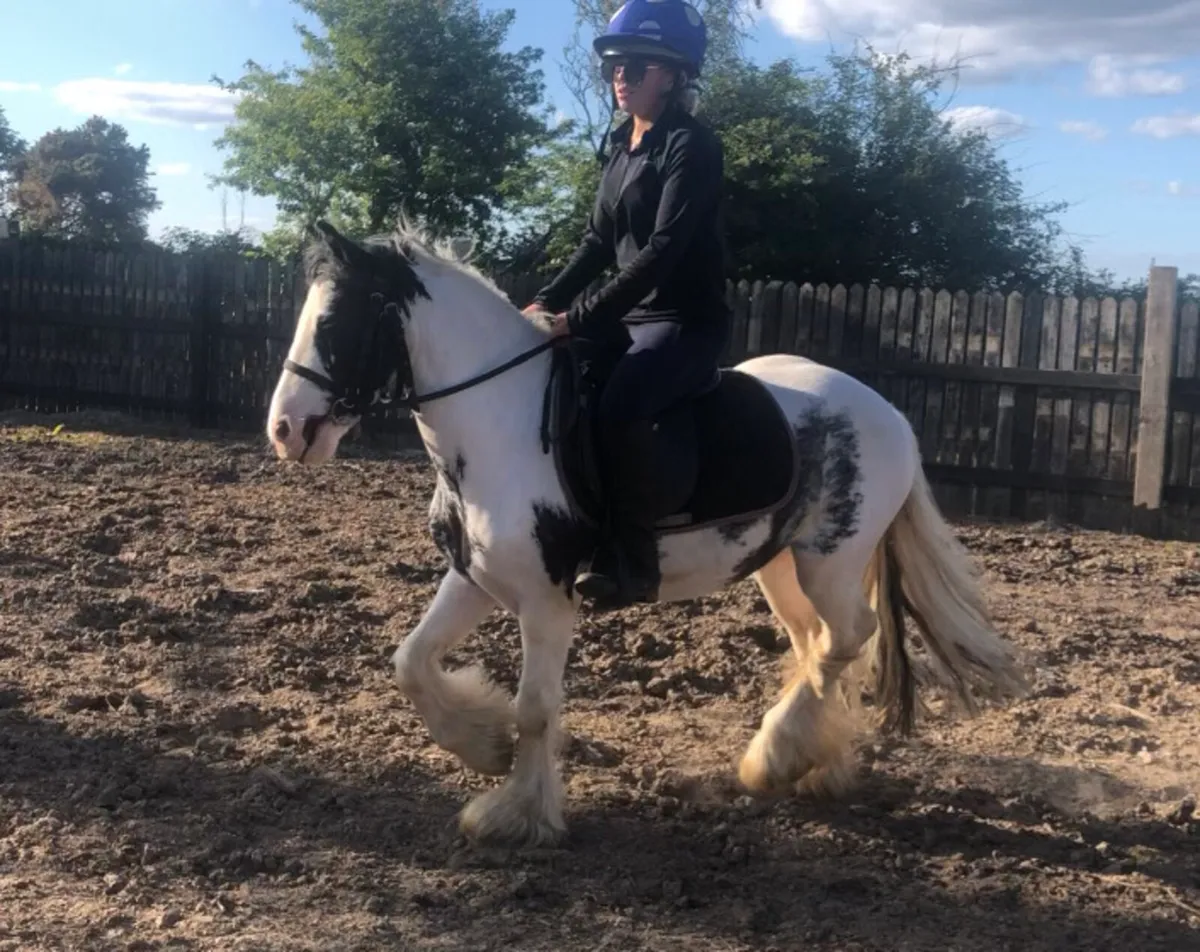 Leadrein pony - Image 1