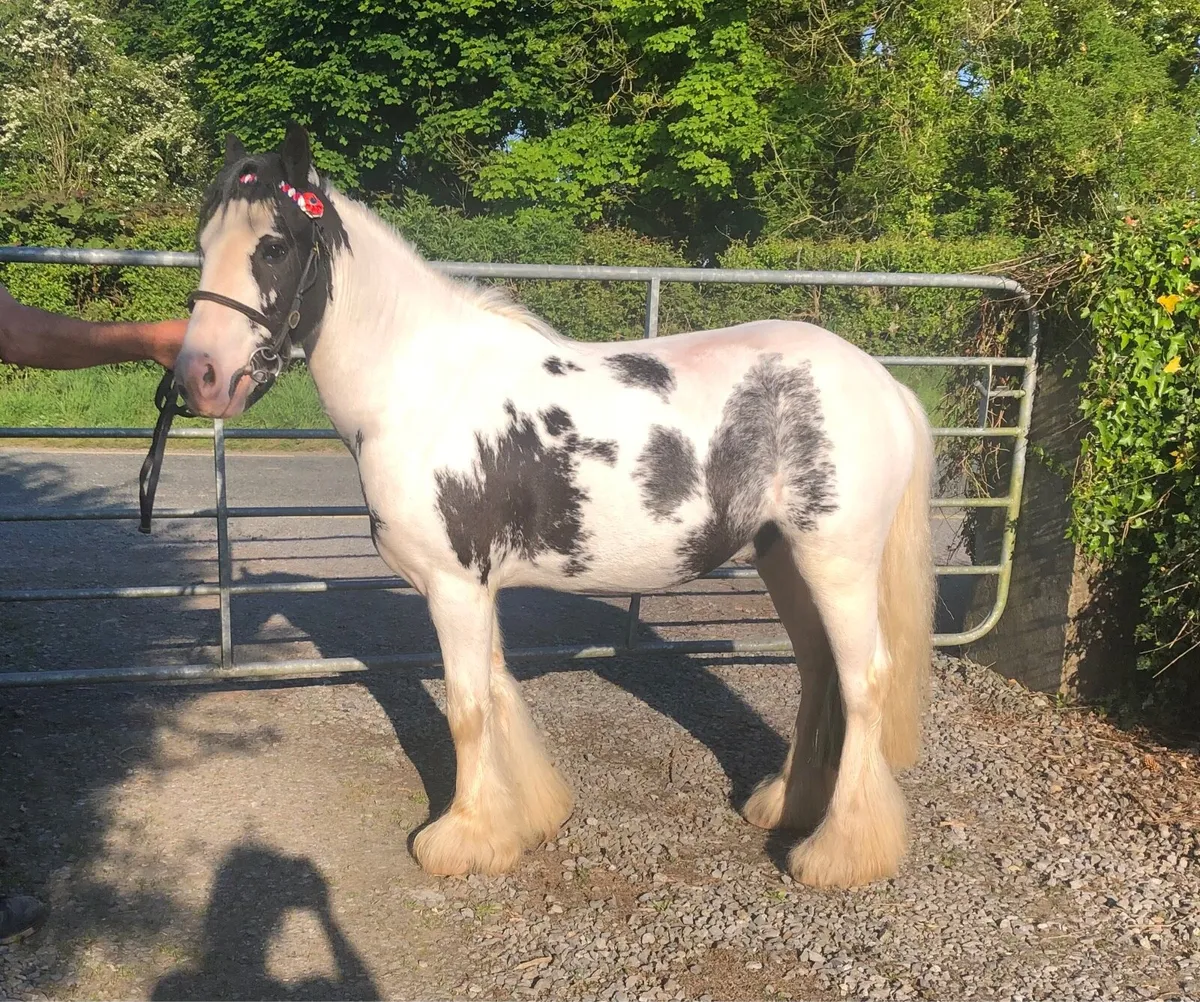 Leadrein pony - Image 2