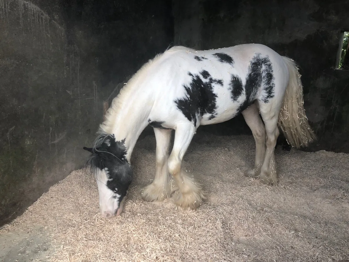 Leadrein pony - Image 3