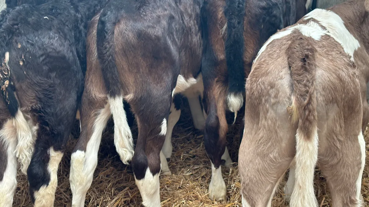 6 Strong Once A Day Heifer Calves - Image 3