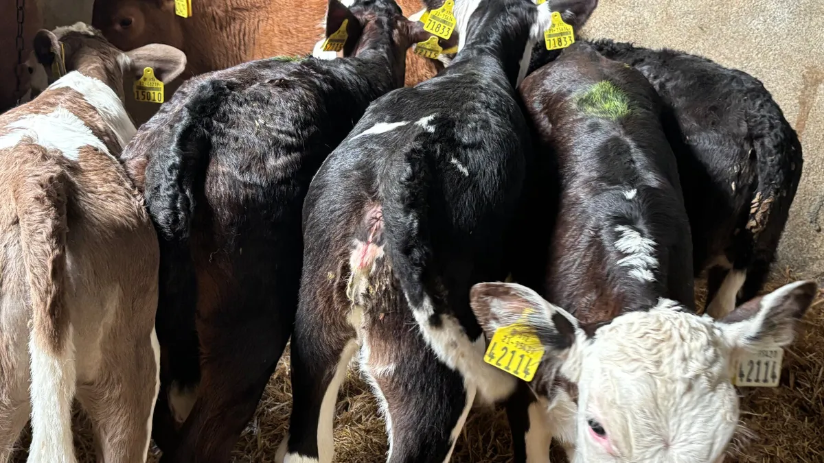 6 Strong Once A Day Heifer Calves - Image 2