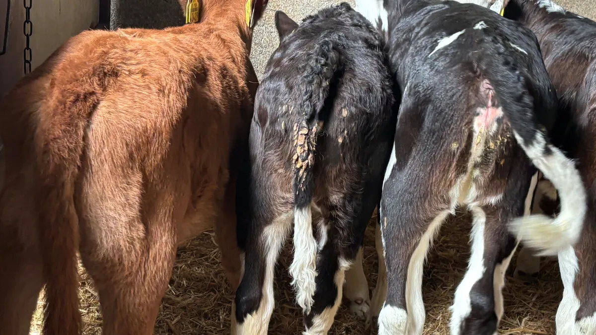 6 Strong Once A Day Heifer Calves - Image 4