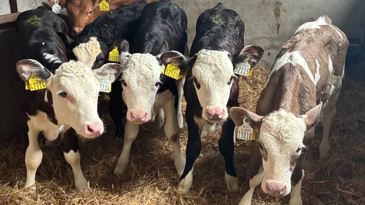 6 Strong Once A Day Heifer Calves - Image 1