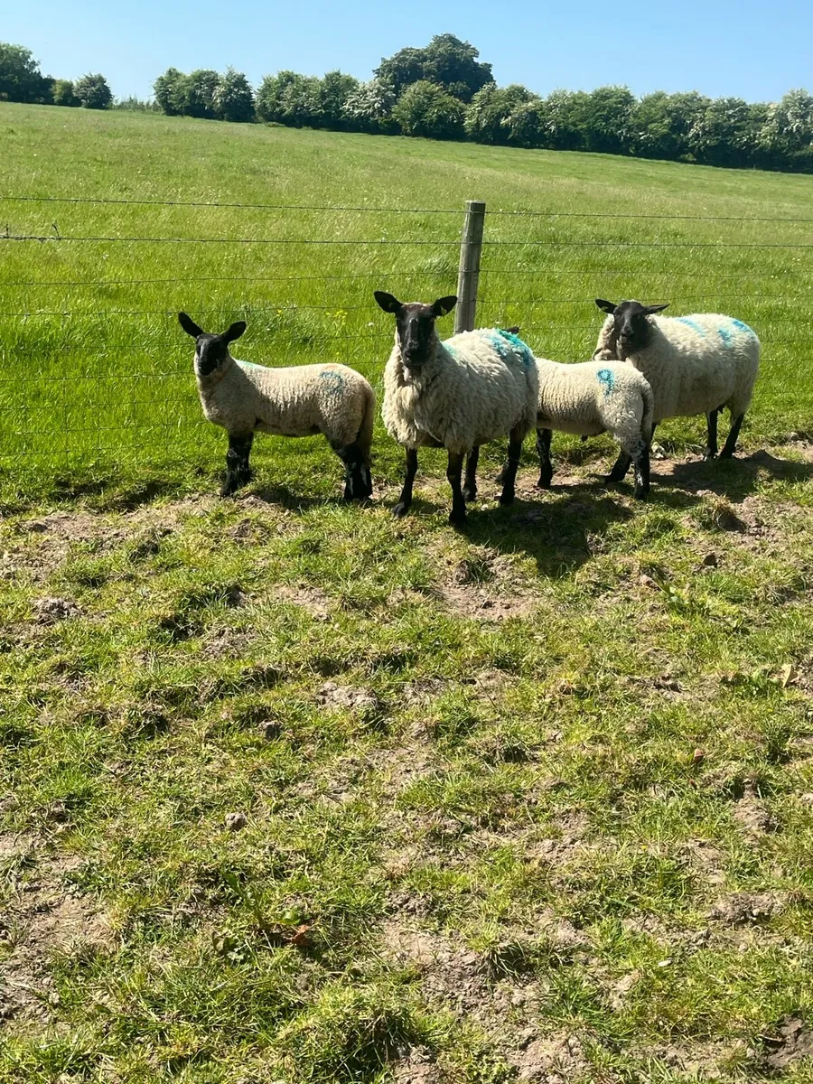 💥23 ewes and 35 lambs 💥 - Image 1