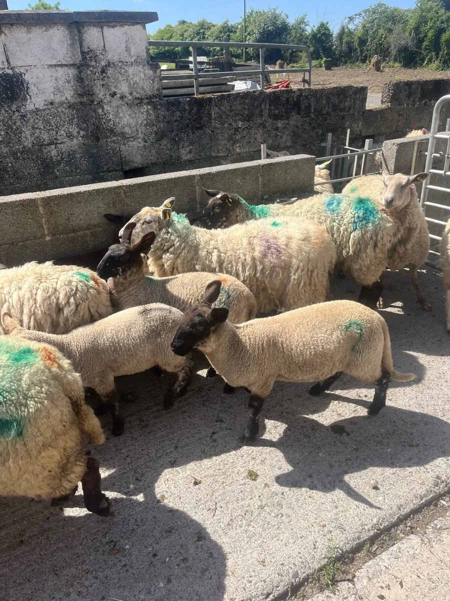 💥23 ewes and 35 lambs 💥 - Image 2