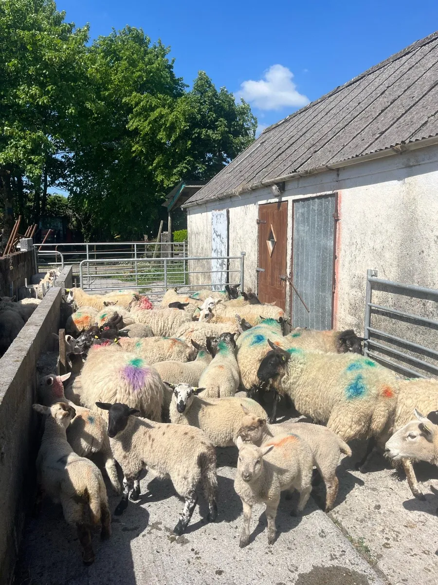 💥23 ewes and 35 lambs 💥 - Image 3