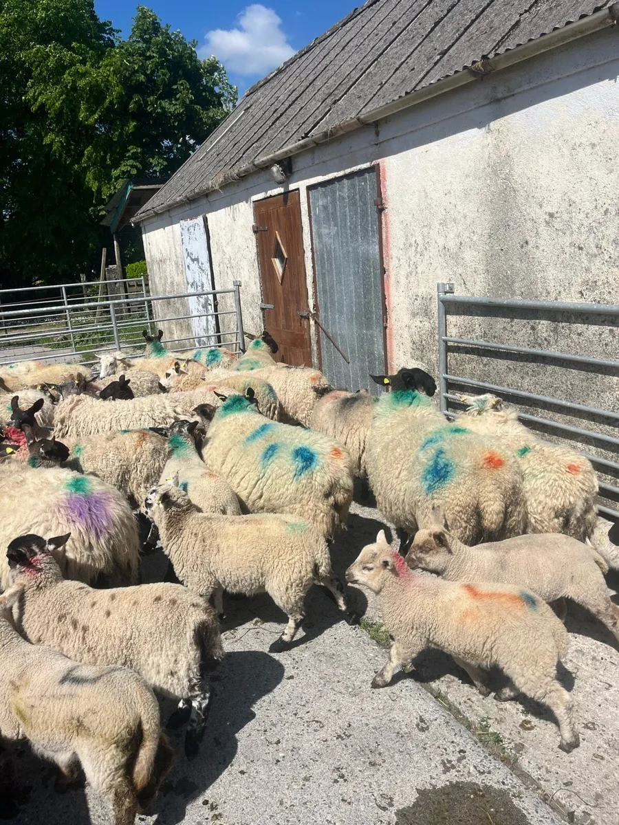 💥23 ewes and 35 lambs 💥 - Image 4