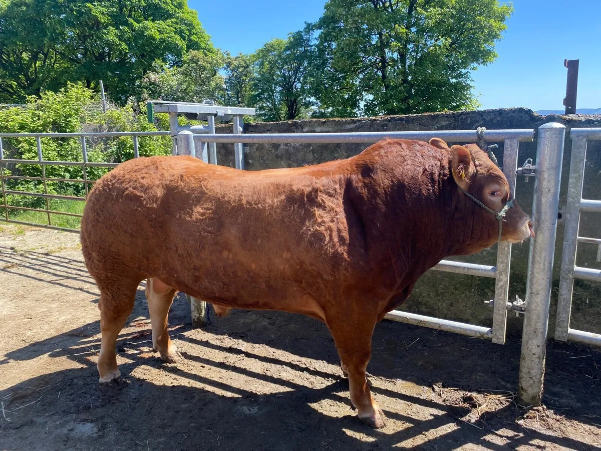 5 Star Pedigree Limousin Bulls - Image 2