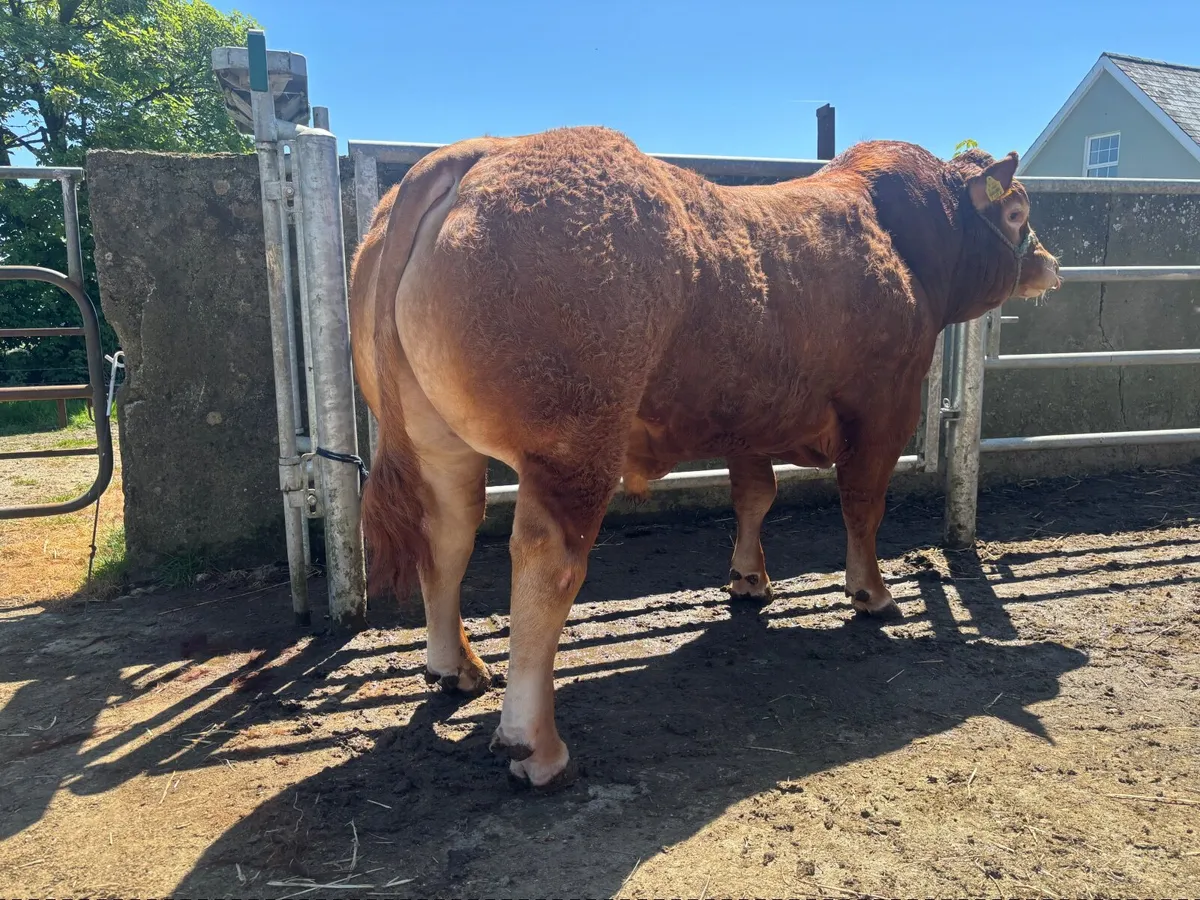 5 Star Pedigree Limousin Bulls - Image 3