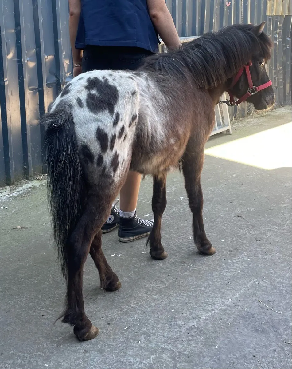 Appaloosa stallion 3 years old - Image 1