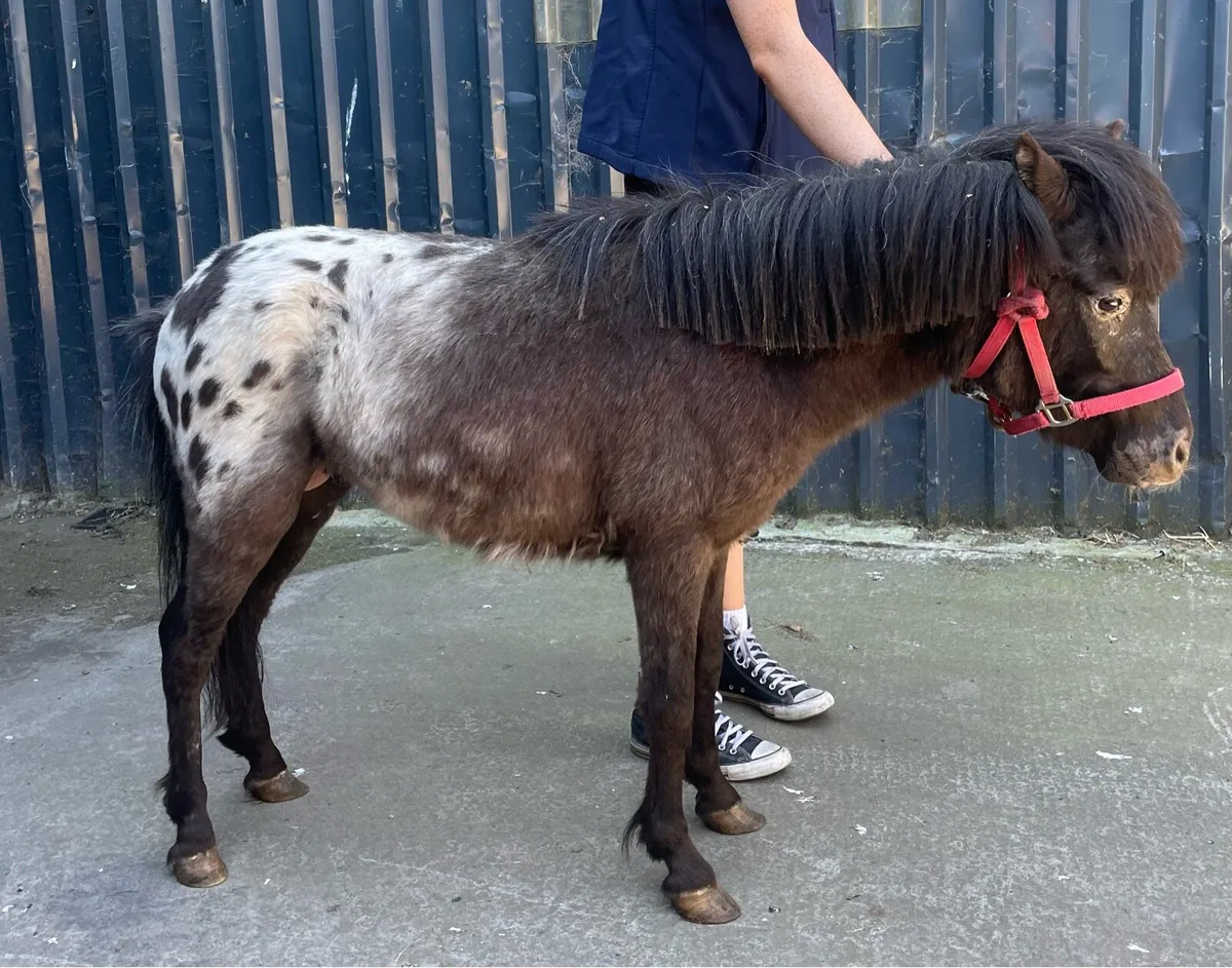 Appaloosa stallion 3 years old - Image 2