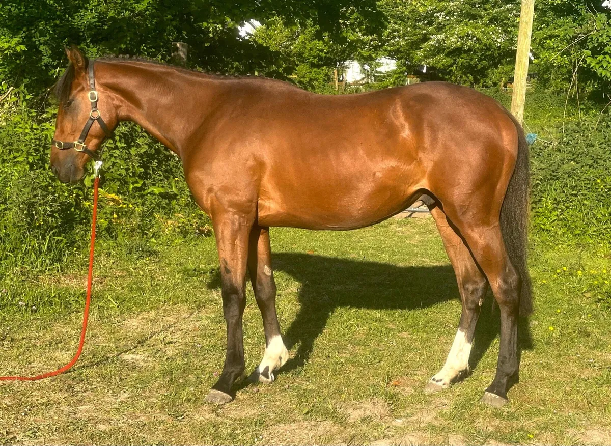 Potential event horse - Image 2