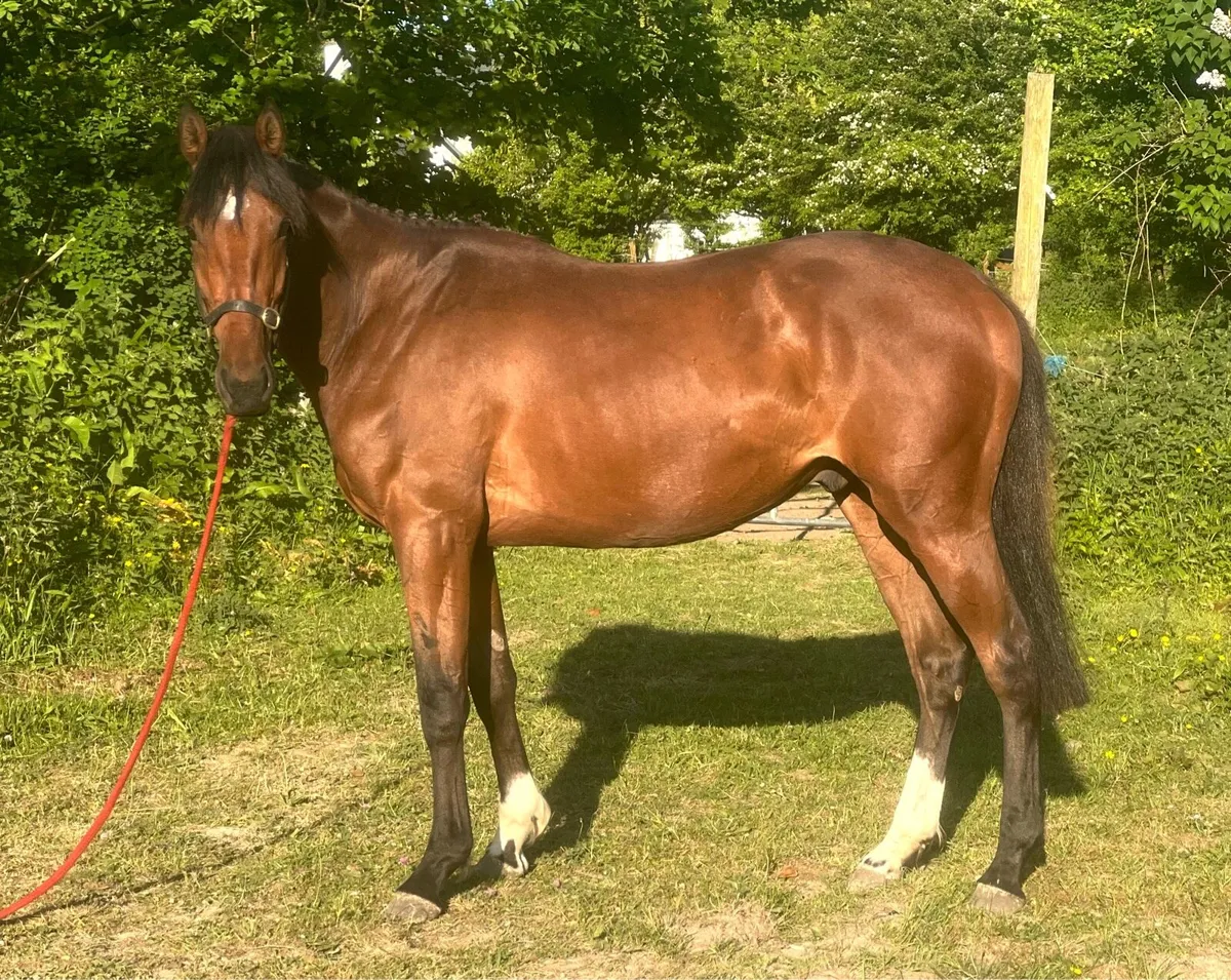 Potential event horse - Image 4