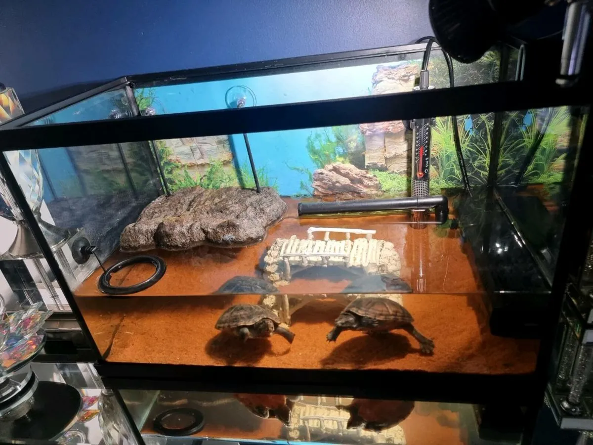 Musk turtles - Image 1