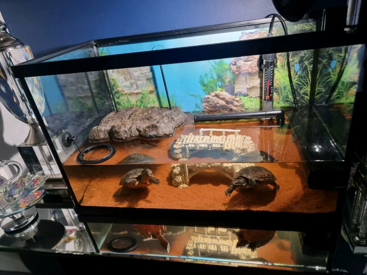 Musk turtles - Image 2