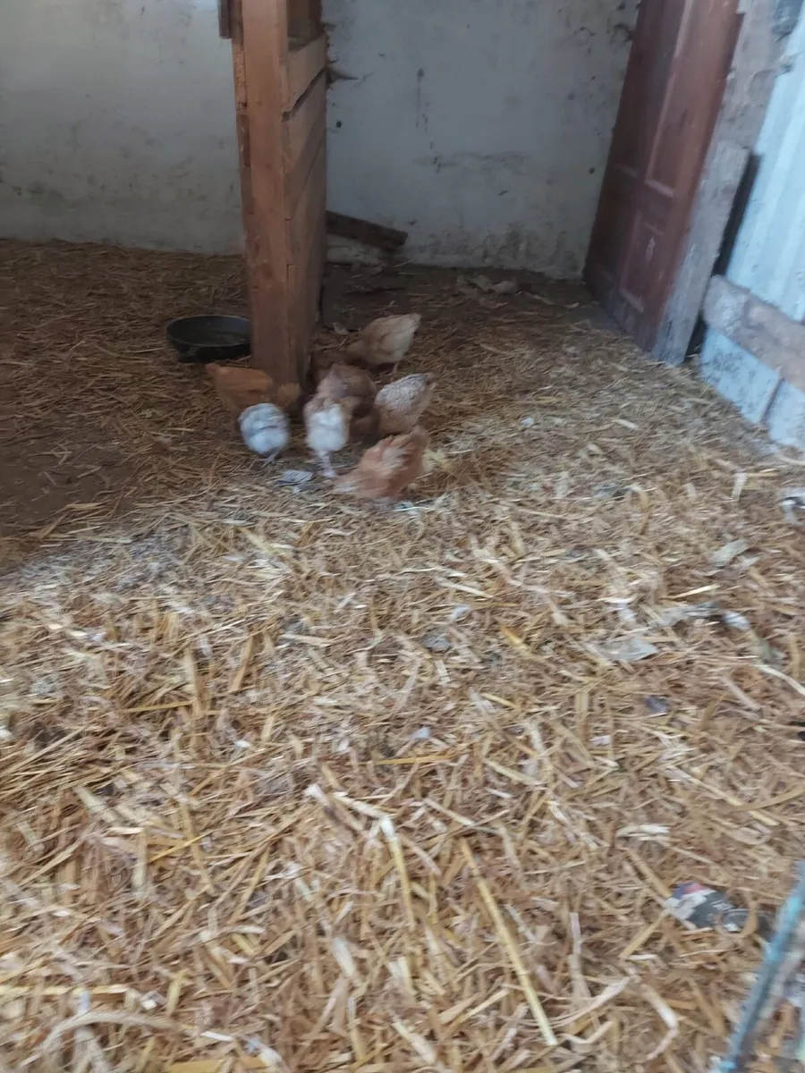 Chickens