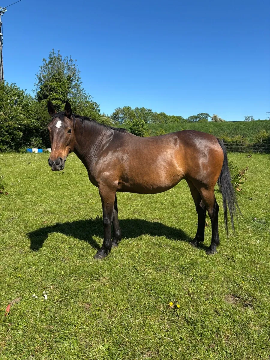TIH Broodmare - Image 1