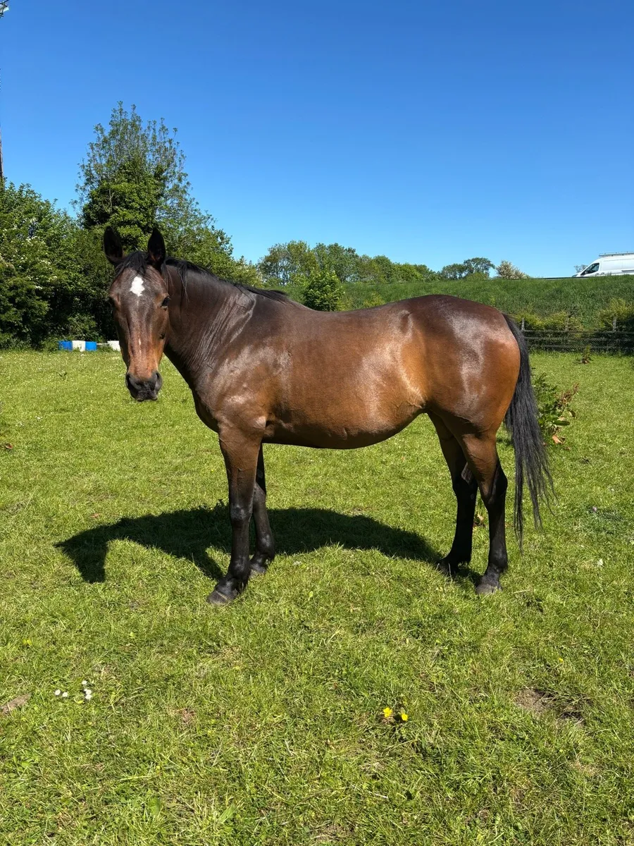 TIH Broodmare - Image 2