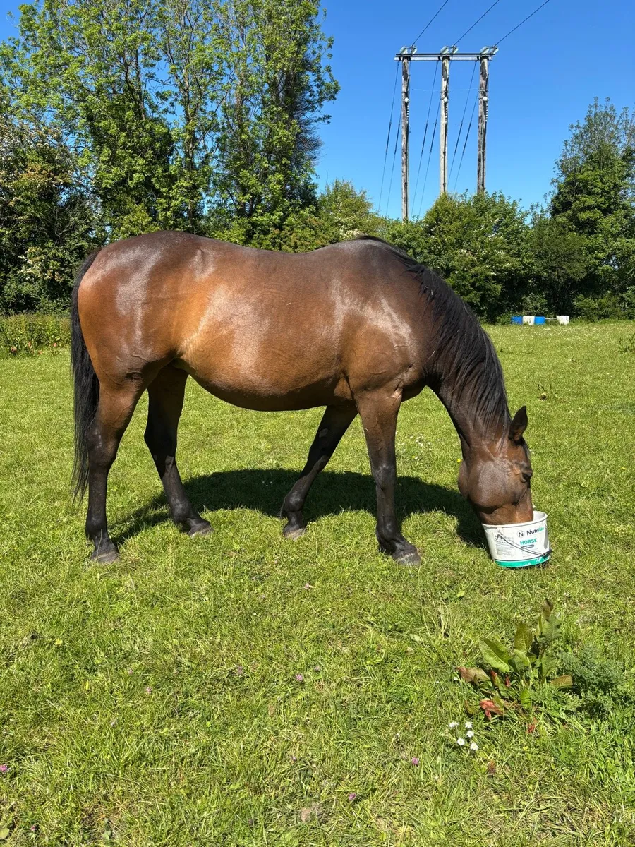 TIH Broodmare - Image 3