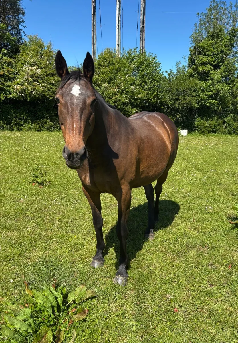 TIH Broodmare - Image 4