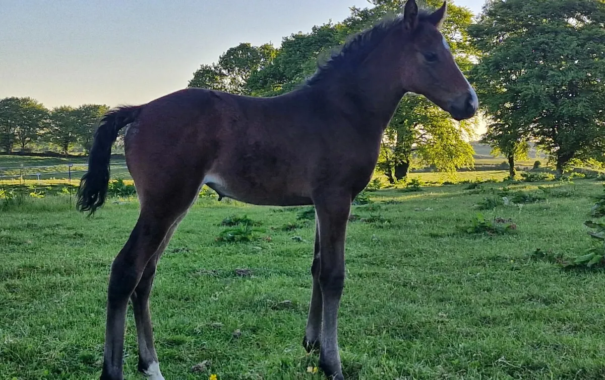 Mare with foal at foot. Ready for cover. - Image 4