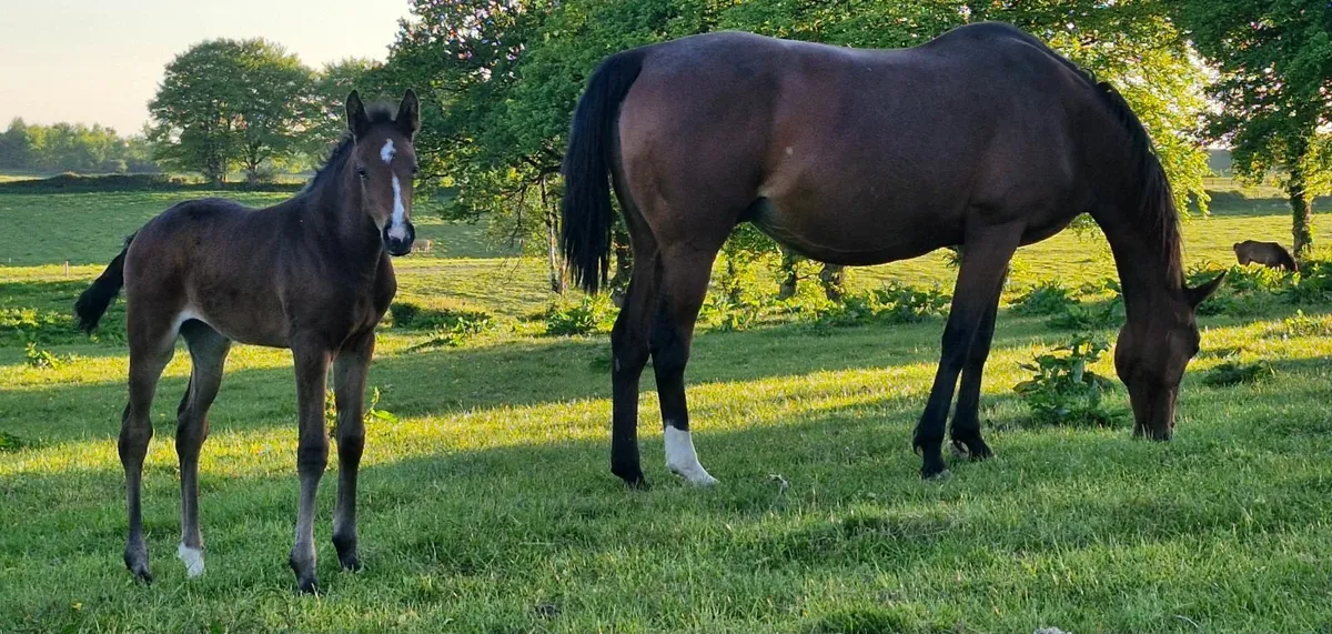 Mare with foal at foot. Ready for cover. - Image 2