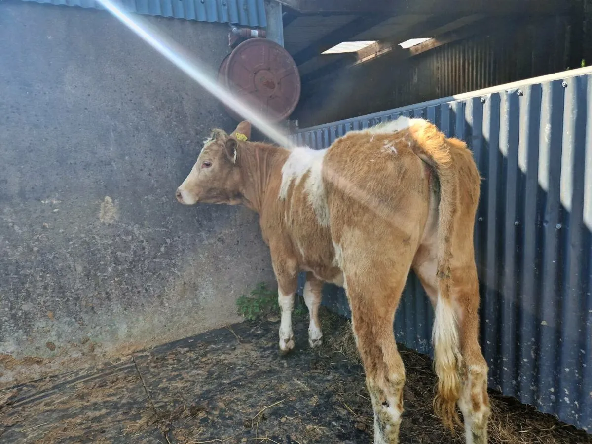 Breeding heifer - Image 2