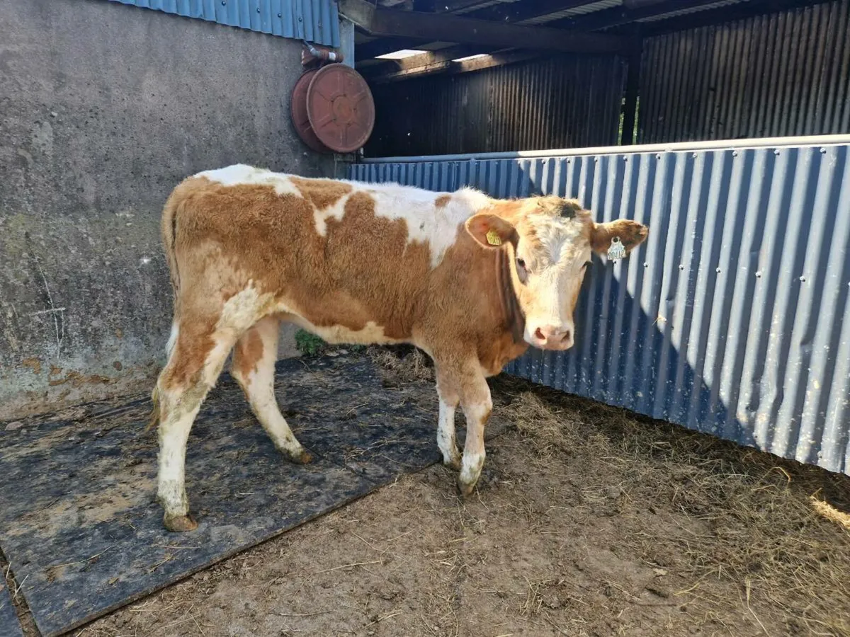 Breeding heifer - Image 4